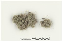 藏品(白髮苔屬)的圖片